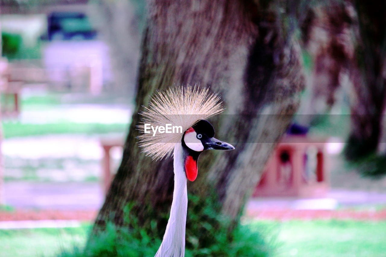 CLOSE-UP OF A BIRD