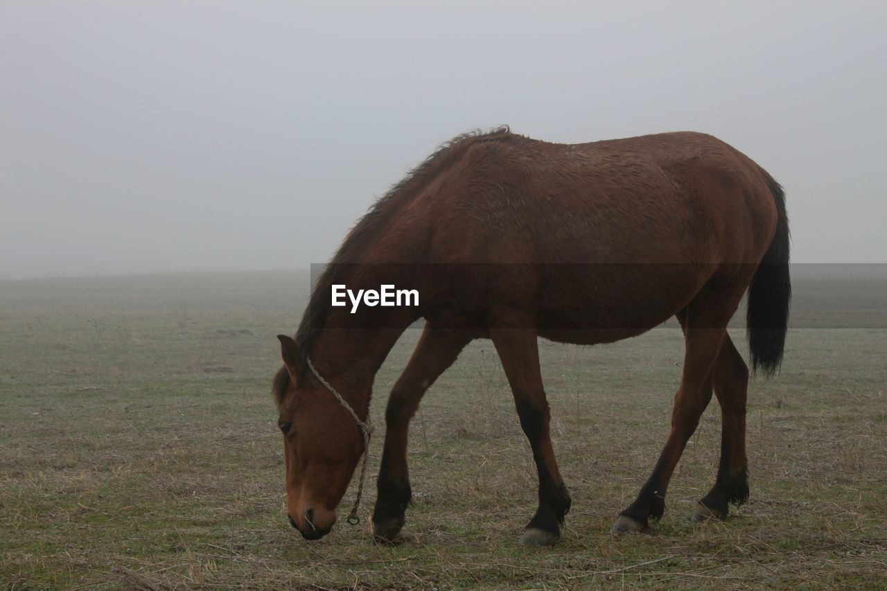 HORSE GRAZING ON FIELD