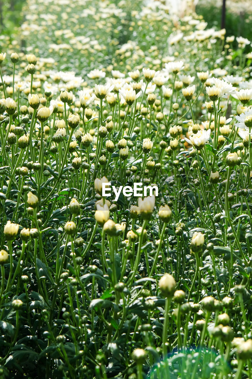 CLOSE-UP OF WHITE FLOWERING PLANTS ON LAND