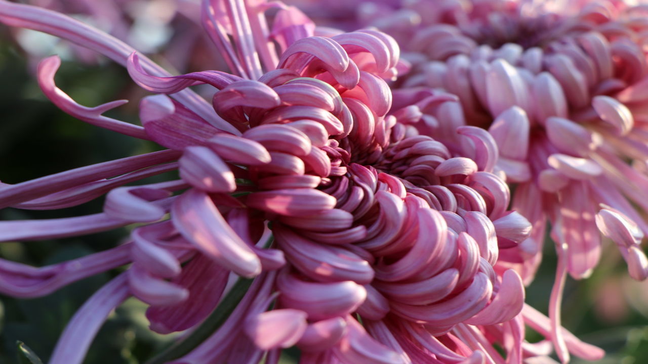 Close-up of pink flowers