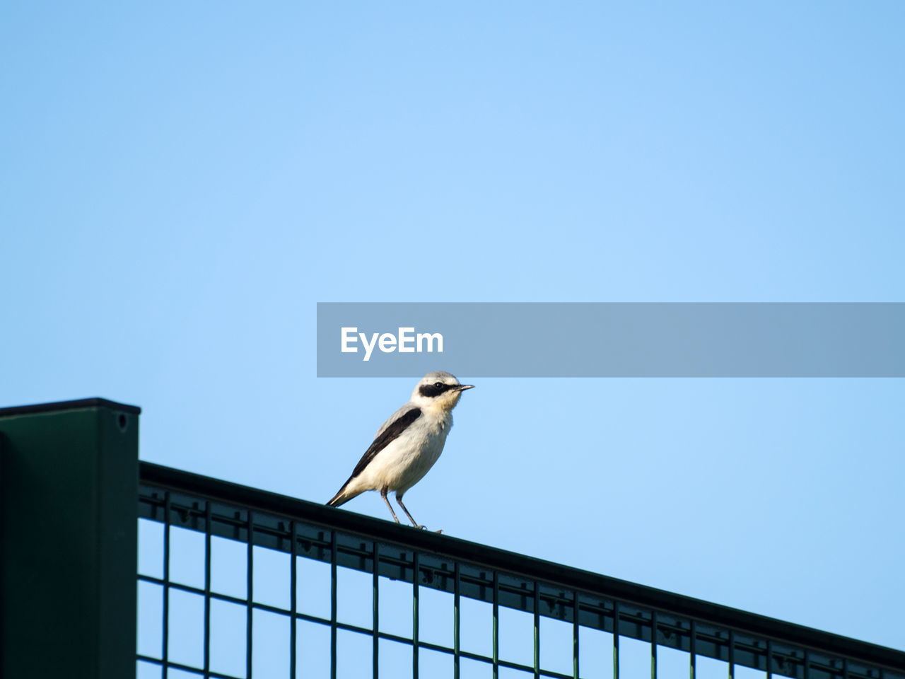 LOW ANGLE VIEW OF BIRDS PERCHING ON RAILING AGAINST CLEAR BLUE SKY