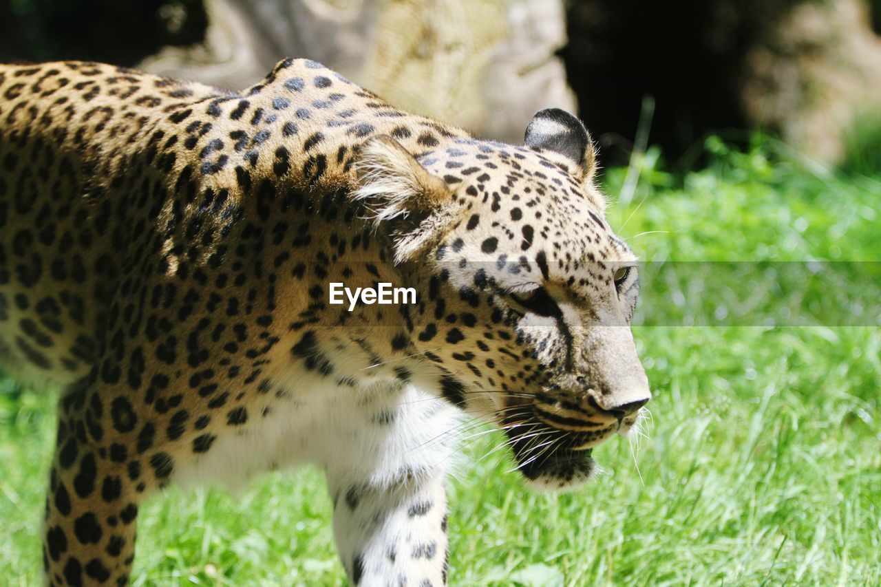 Close-up of leopard on grassy field