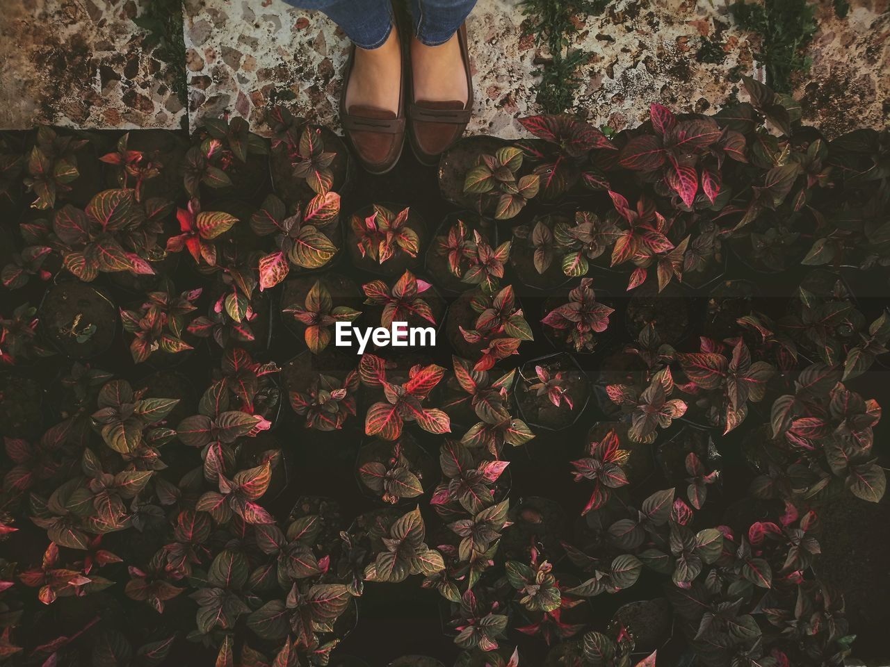 Low section of woman standing by plants