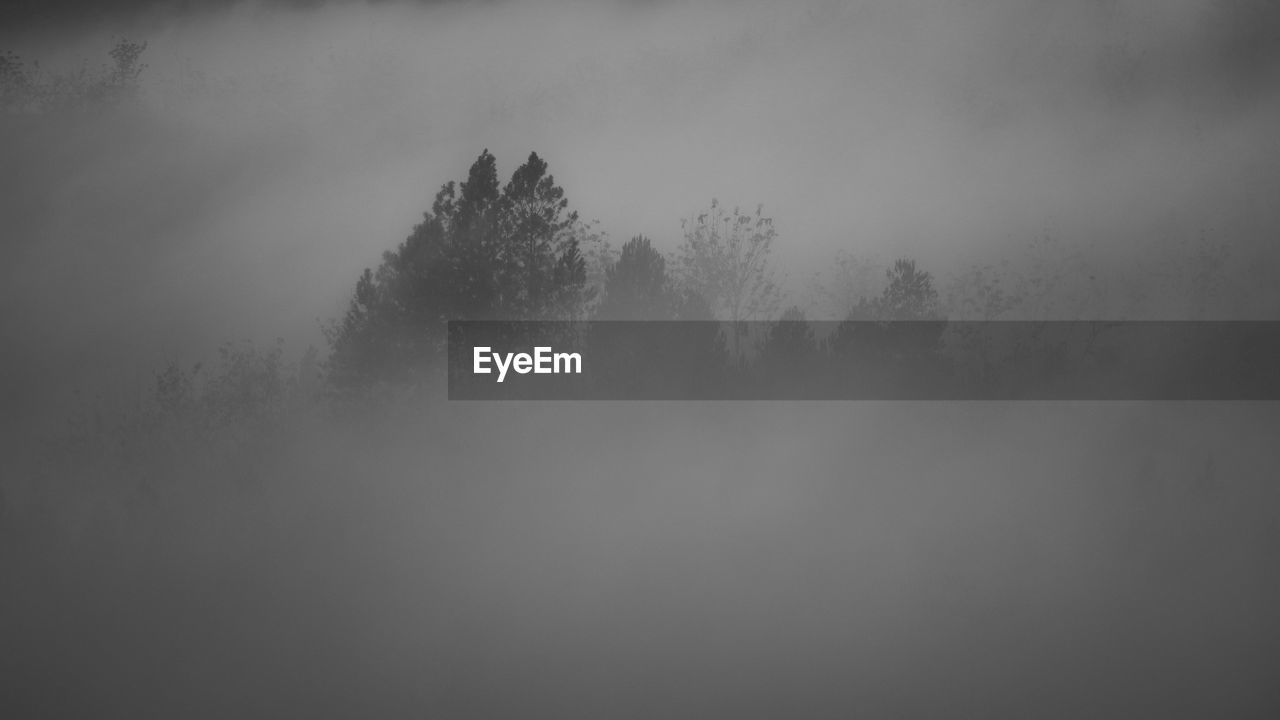 TREES IN FOREST AGAINST SKY DURING FOGGY WEATHER