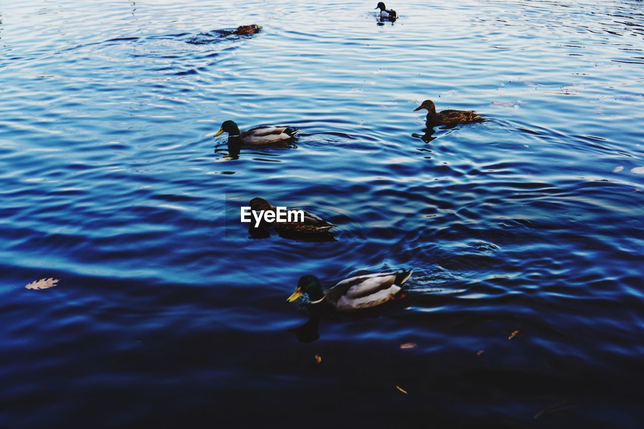 DUCKS SWIMMING IN LAKE