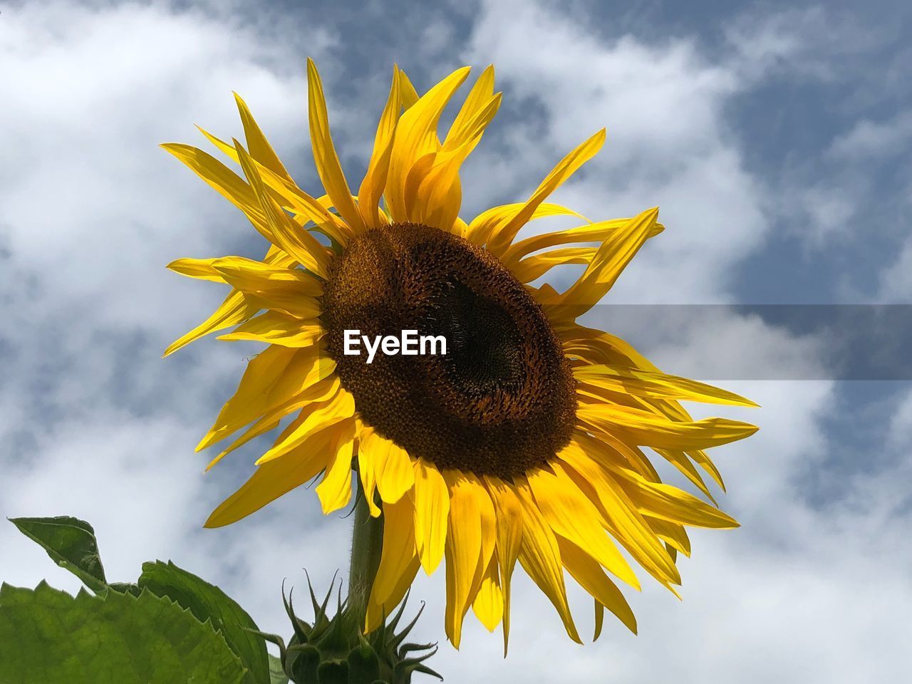 CLOSE-UP OF YELLOW SUNFLOWER