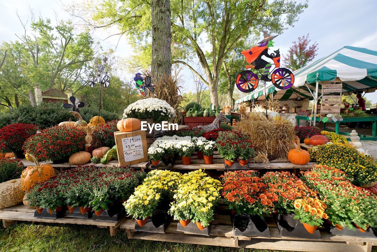 VARIOUS FLOWERS FOR SALE AT MARKET