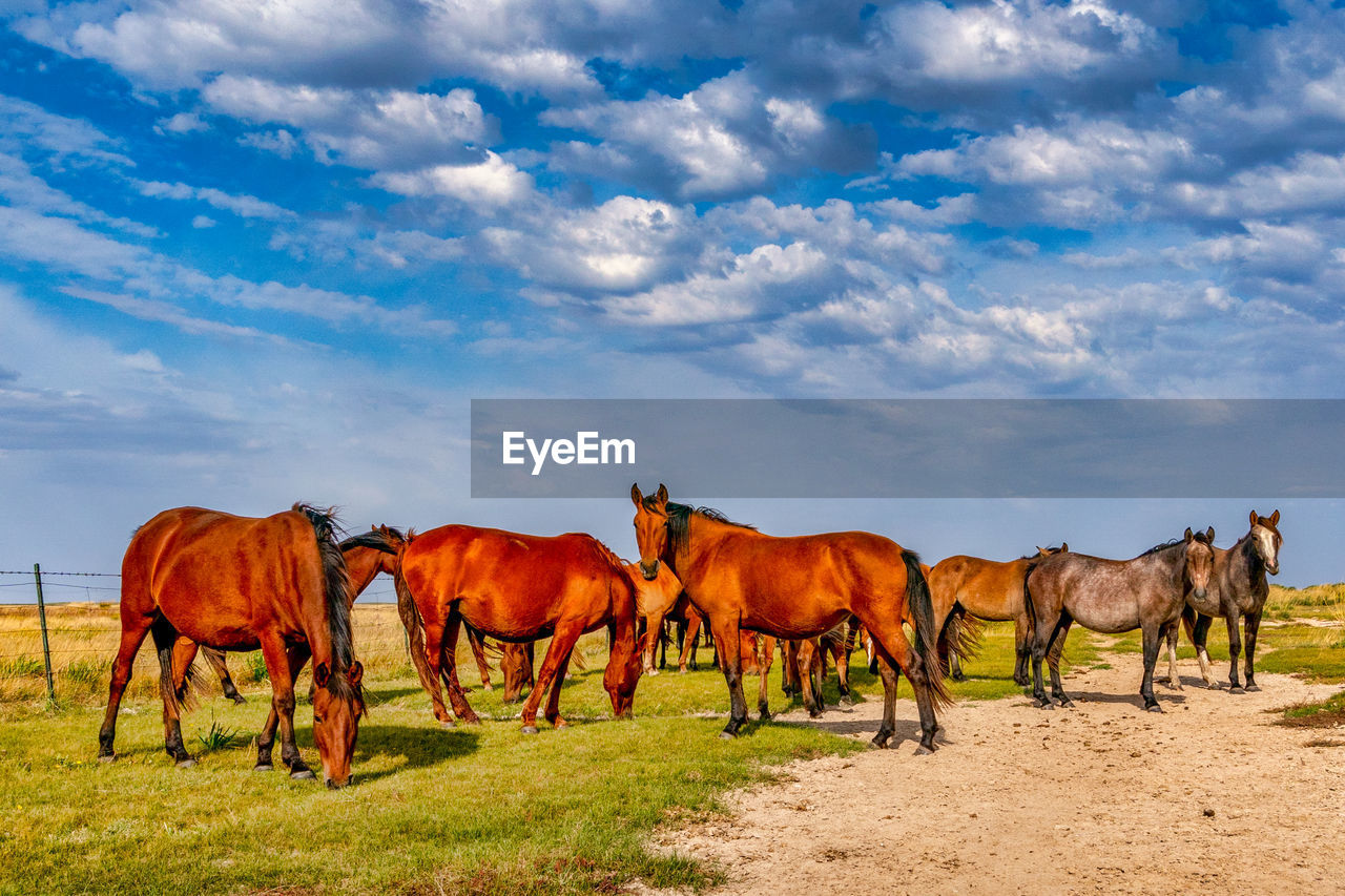 Horses on a field