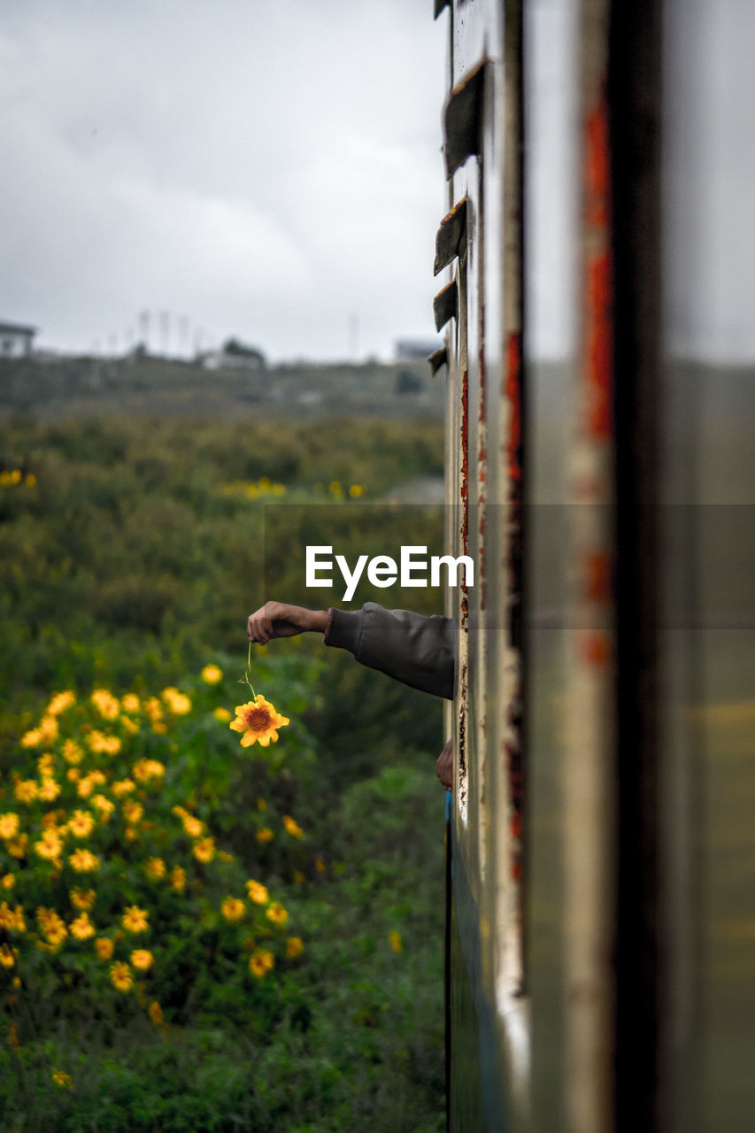 Cropped image hand holding flower through train window