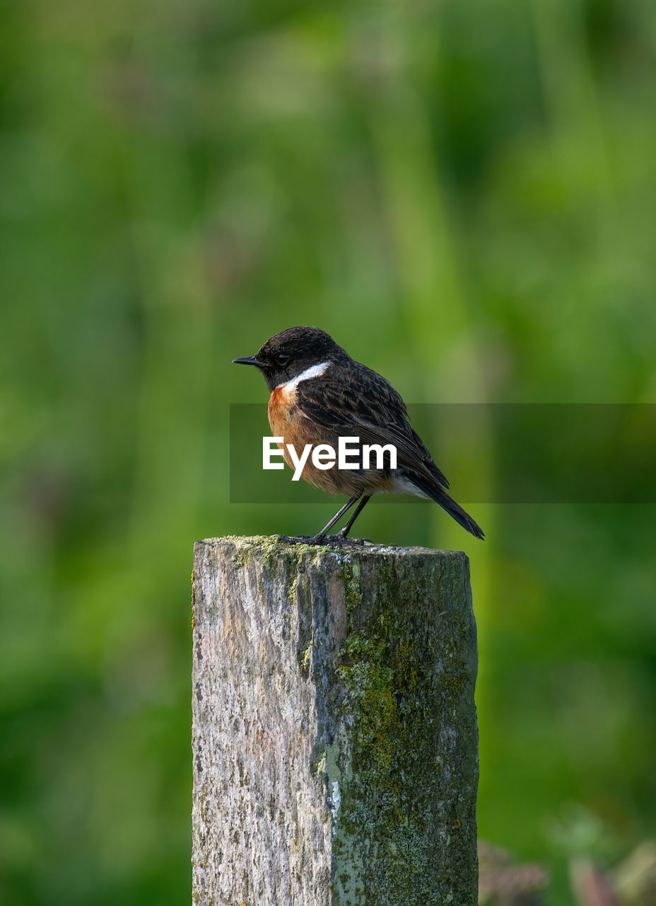 close-up of bird perching