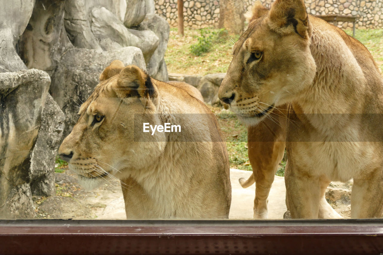 Lions seen through glass at zoo