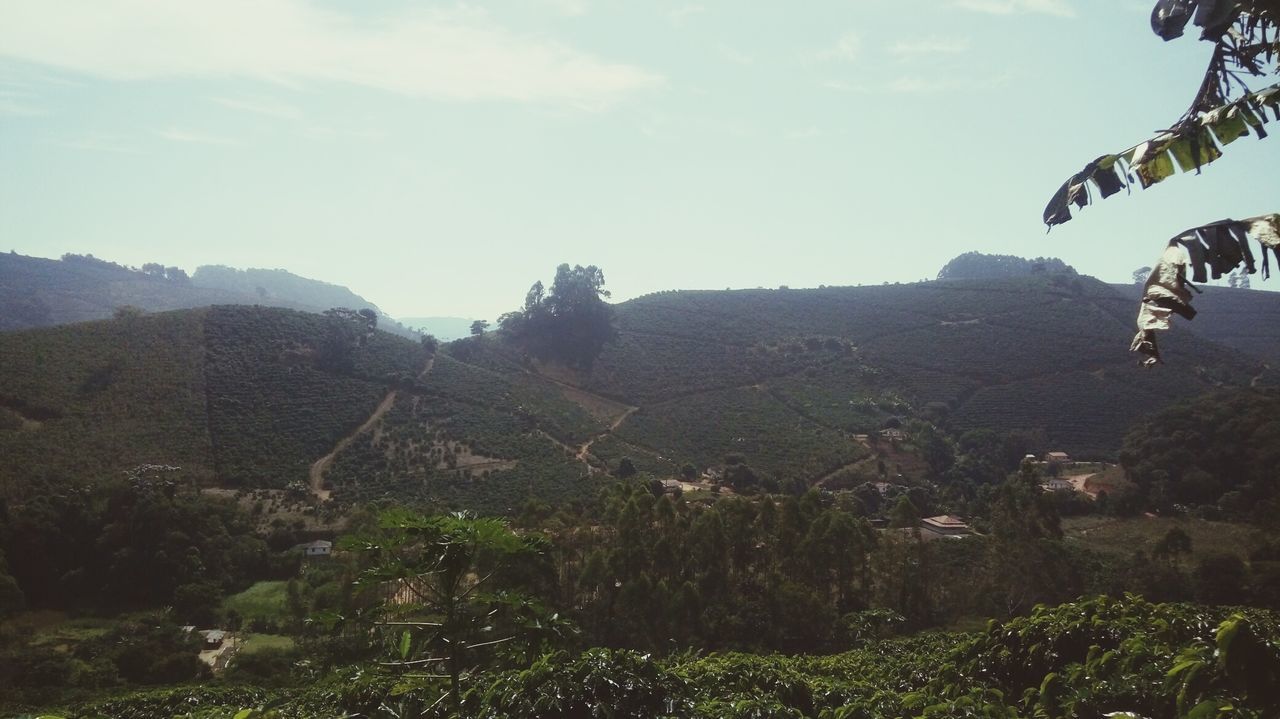 VIEW OF TREES ON LANDSCAPE