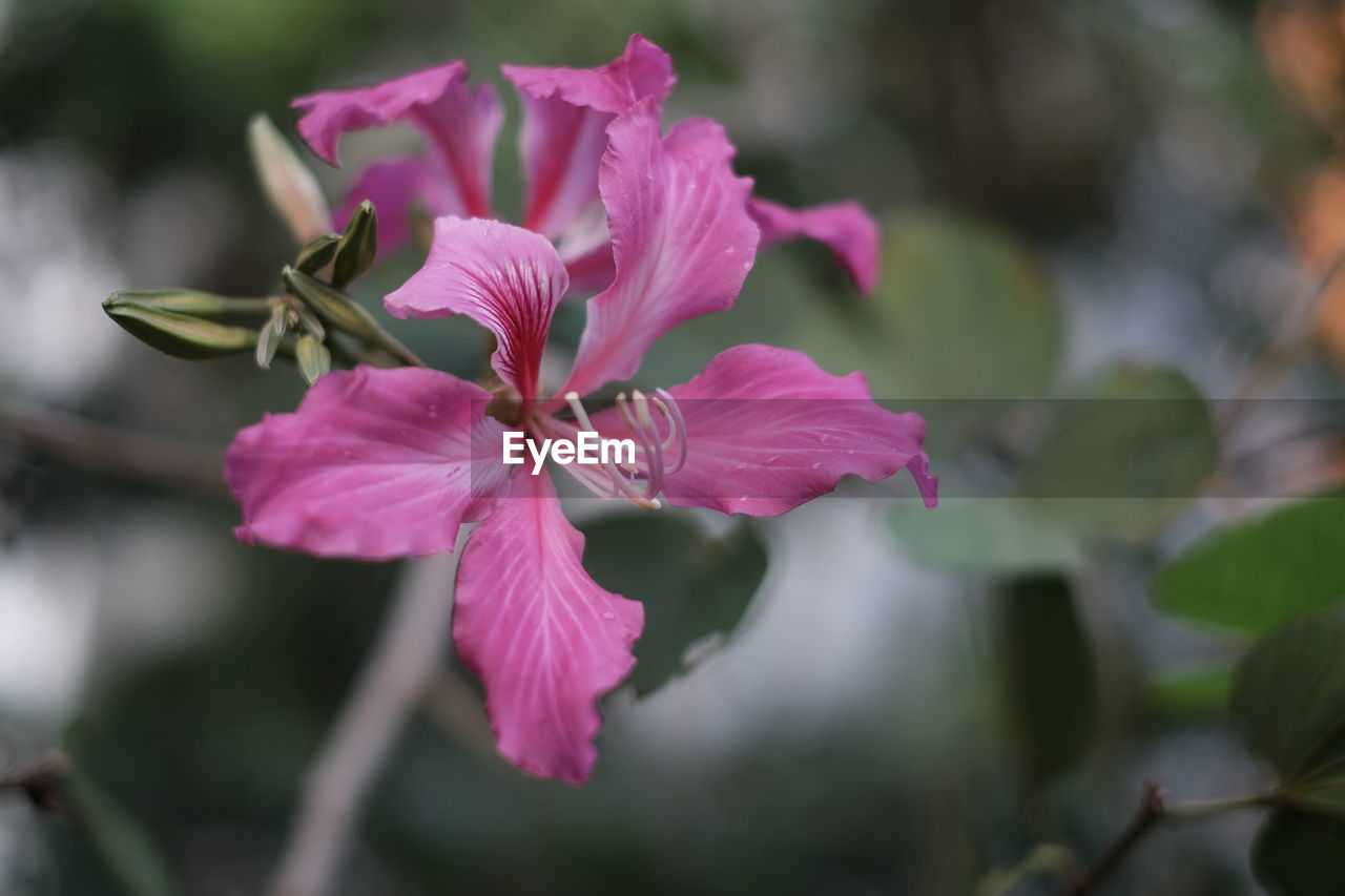 CLOSE-UP OF PINK IRIS BLOOMING OUTDOORS