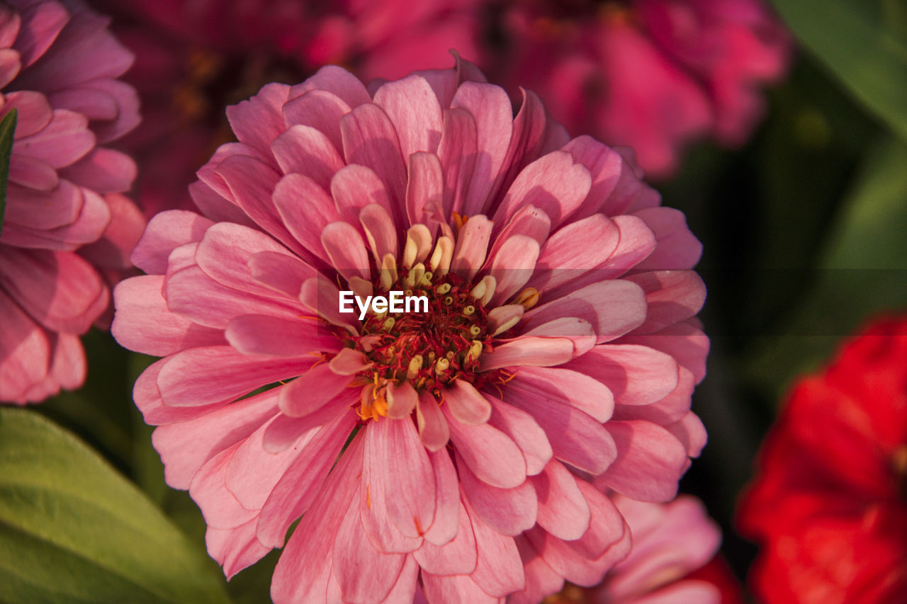 CLOSE-UP OF PINK DAHLIA FLOWER