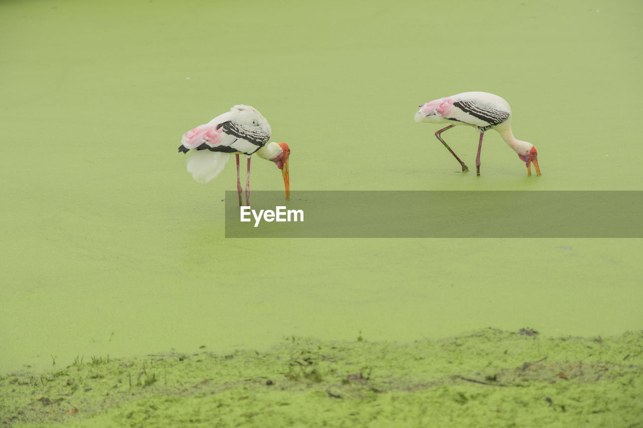 VIEW OF BIRDS ON THE FIELD