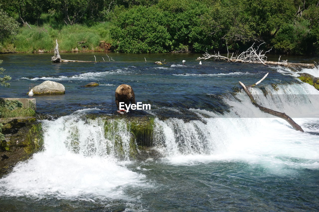 VIEW OF WATERFALL