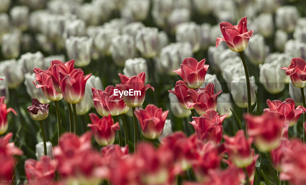 Close-up of red flowers blooming outdoors