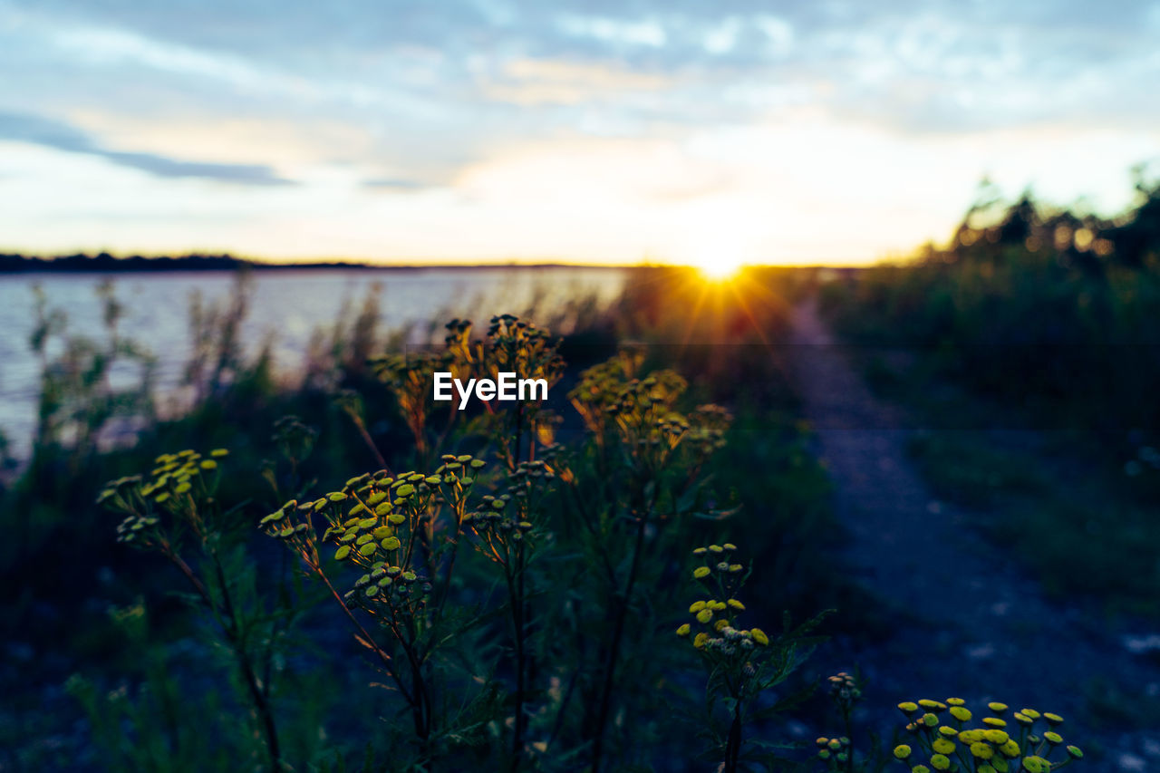 Scenic view of landscape against sky at sunset