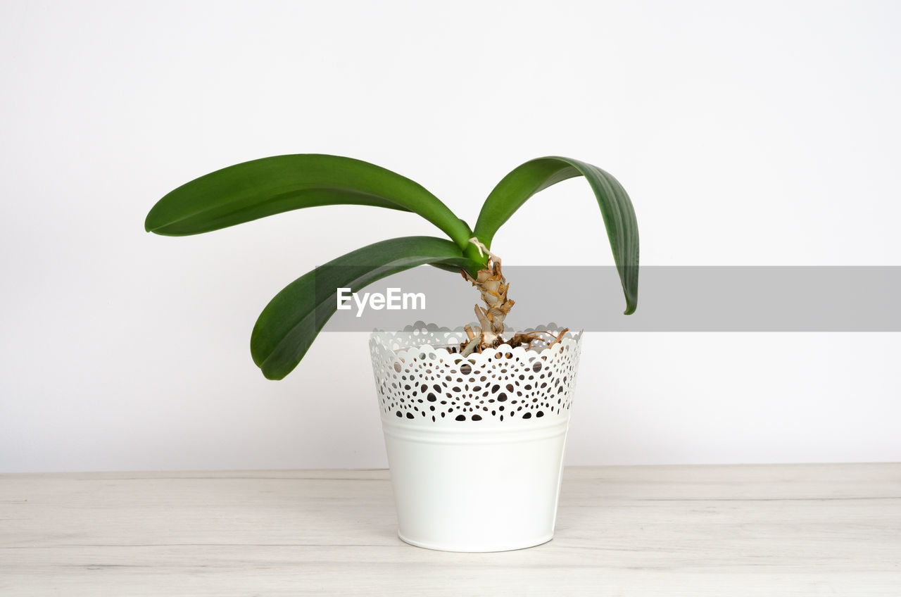 CLOSE-UP OF POTTED PLANTS ON TABLE AGAINST WALL