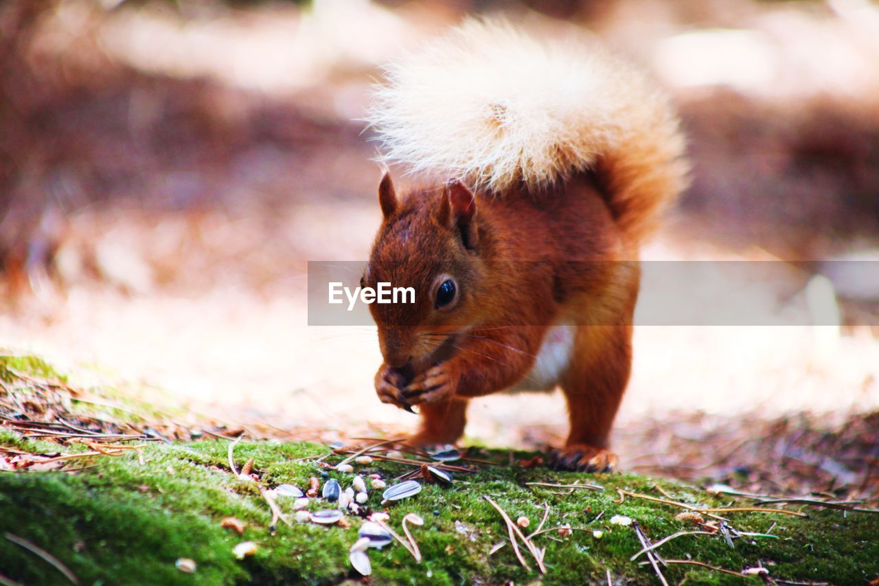 CLOSE-UP OF SQUIRREL ON ROCK