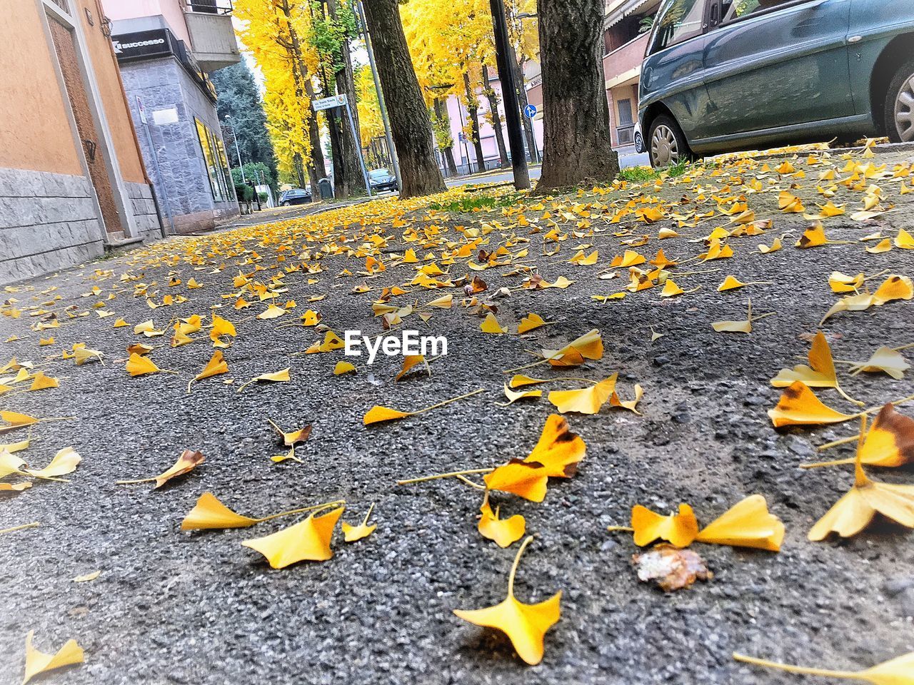 CLOSE-UP OF YELLOW AUTUMN LEAVES ON CITY