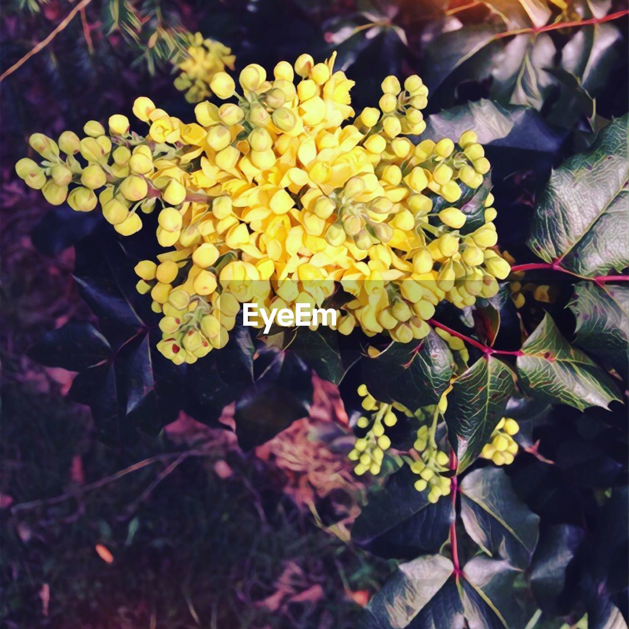 CLOSE-UP OF YELLOW FLOWERS GROWING IN PARK