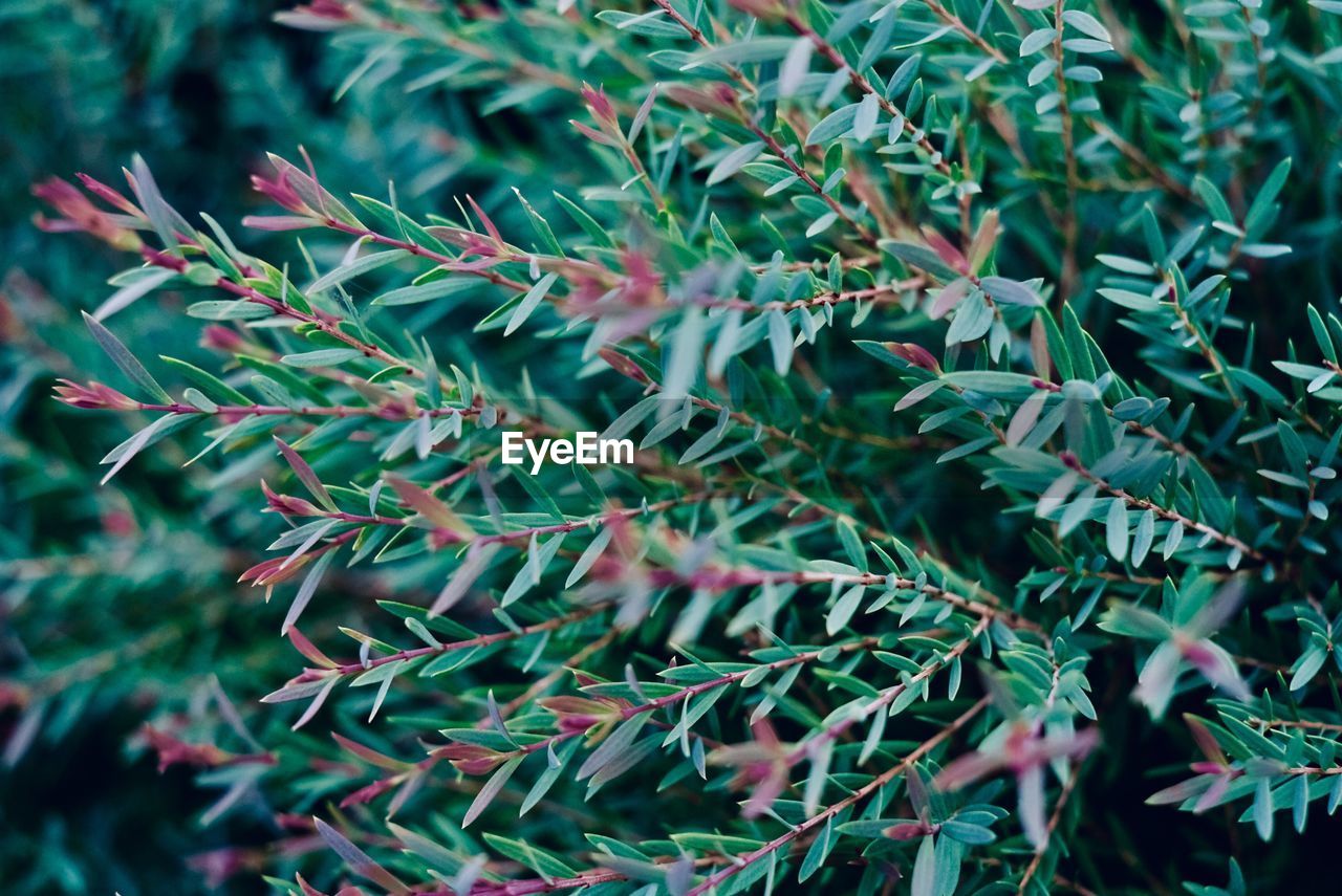 High angle view of pine tree