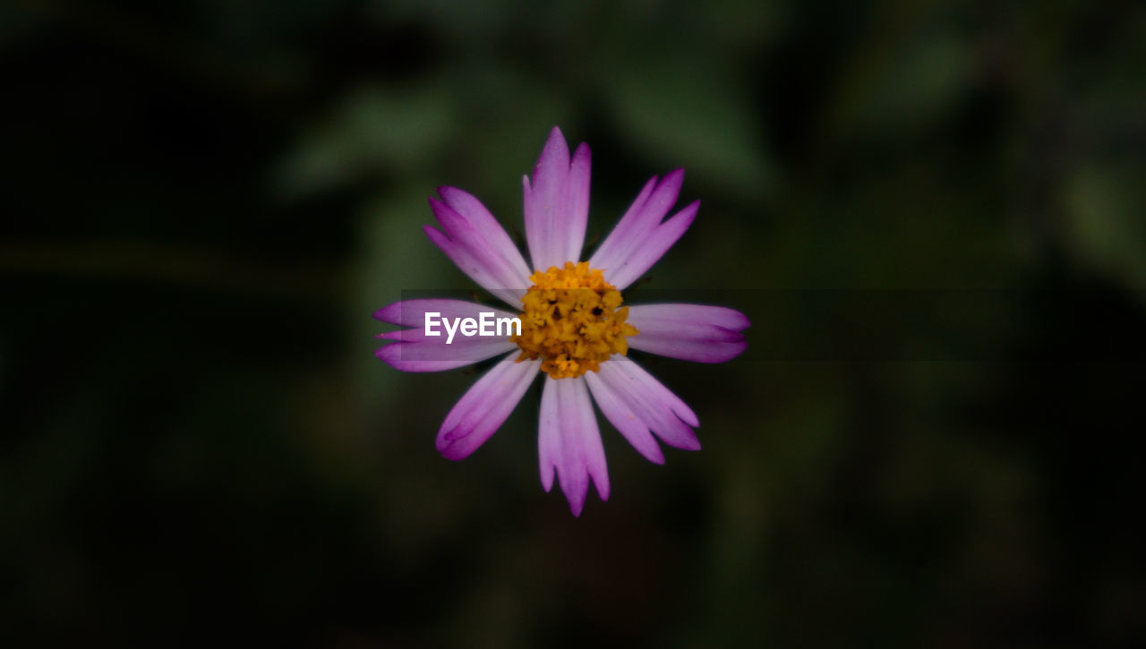 CLOSE-UP OF PINK COSMOS FLOWER