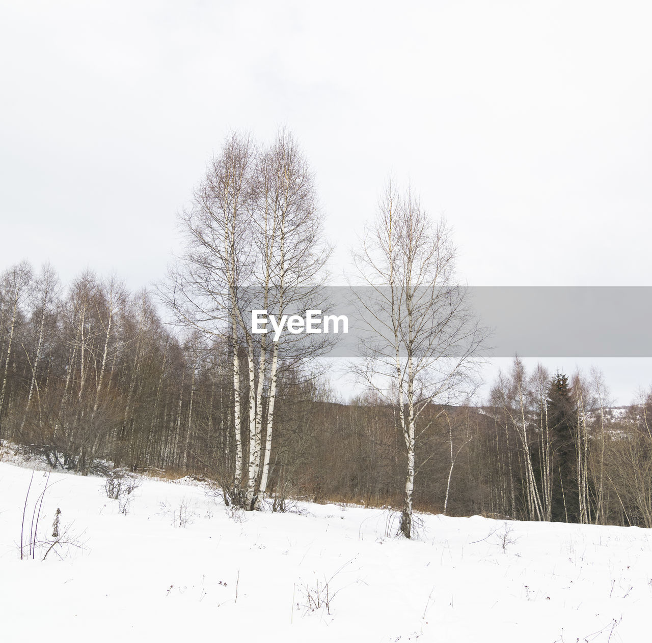 Lonely birch trees in the meadow , covered with snow on cold winter day.