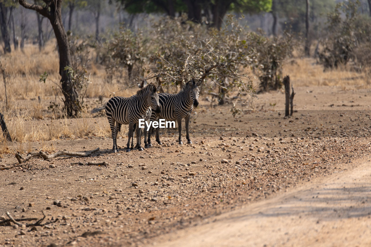 View of zebras on land