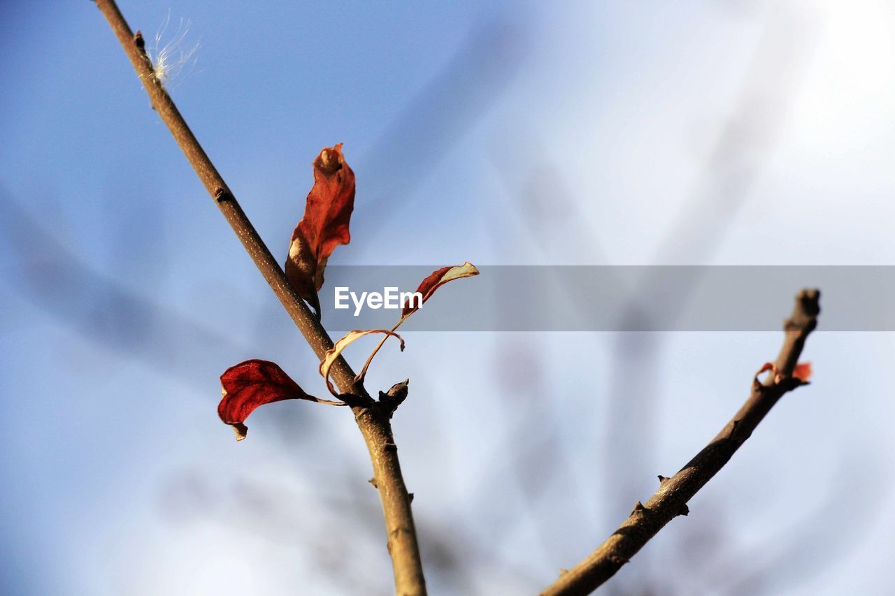 CLOSE-UP OF RED FLOWER AGAINST SKY