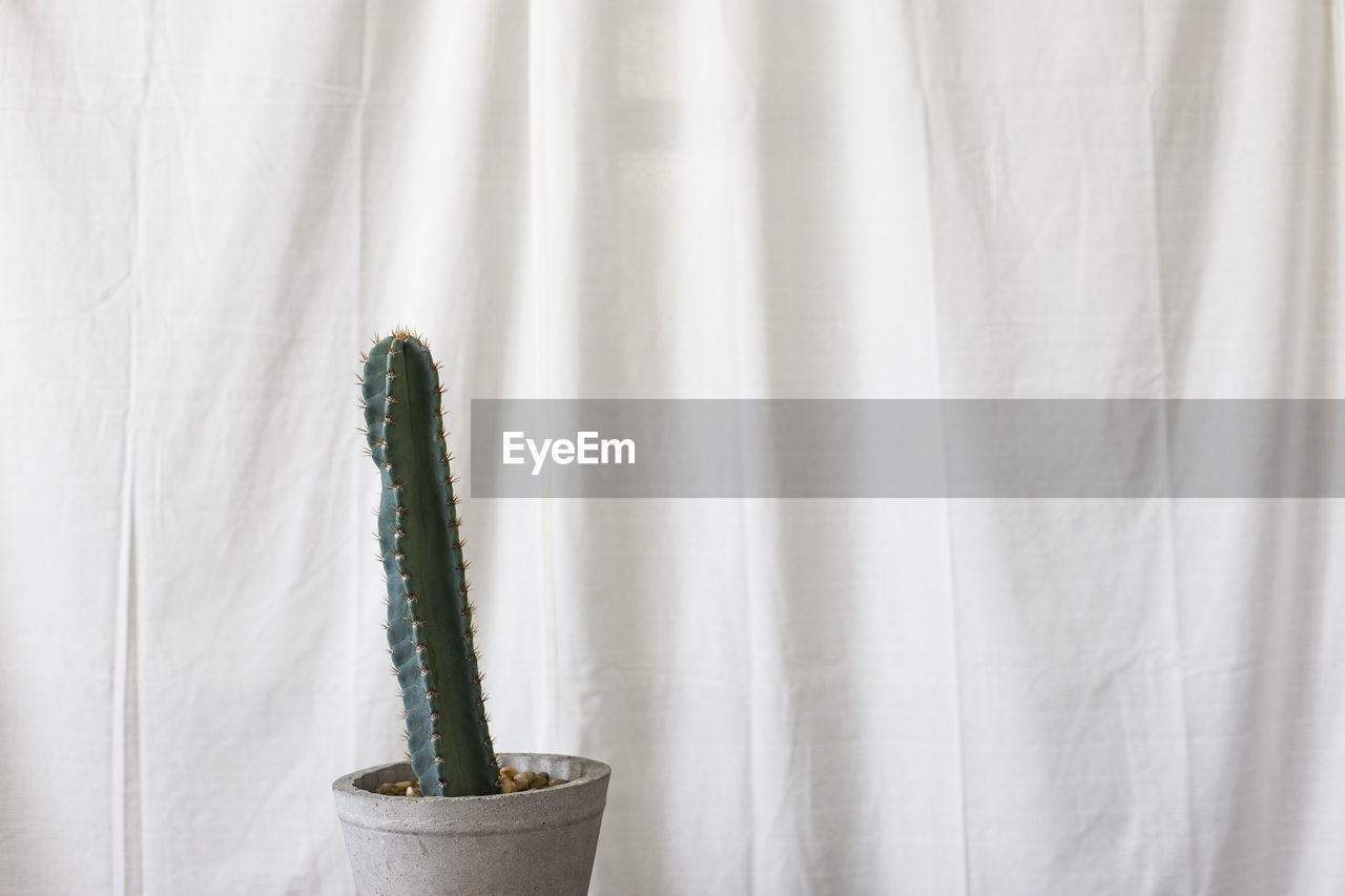 Close-up of plant against window at home