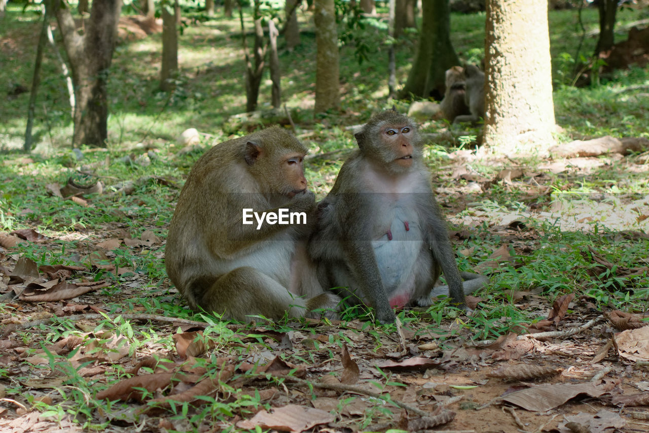 animal, animal themes, animal wildlife, mammal, wildlife, group of animals, tree, forest, primate, monkey, nature, land, two animals, plant, sitting, macaque, woodland, zoo, togetherness, no people, young animal, day, outdoors, old world monkey, jungle, relaxation, animal family, natural environment