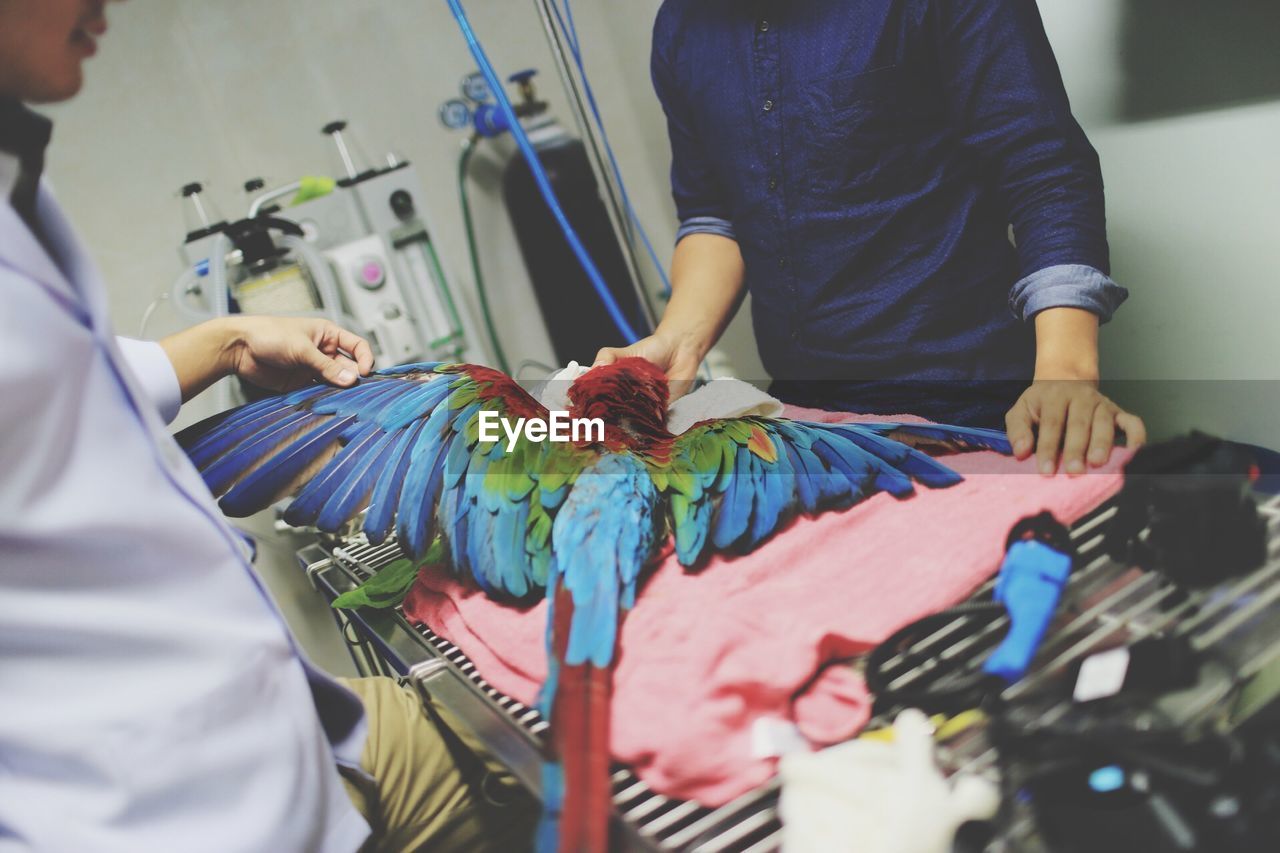 Veterinarians examining injured bird on table in hospital
