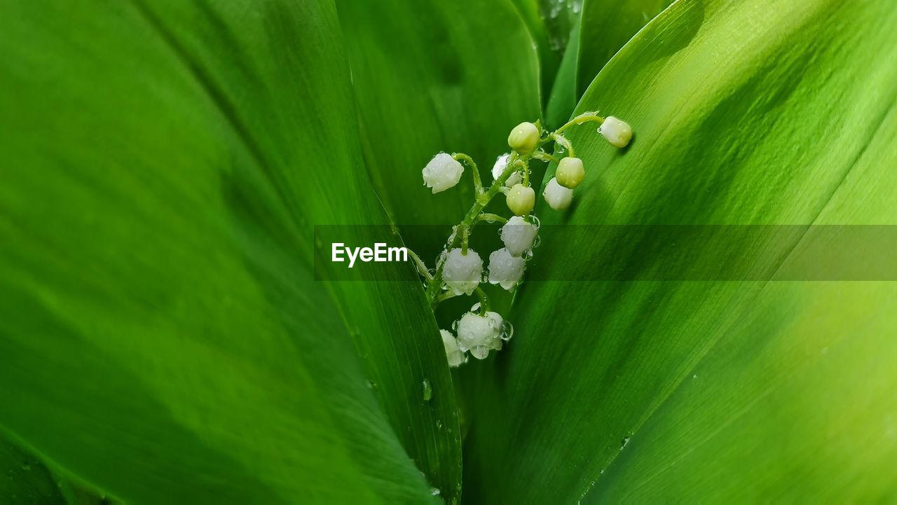 CLOSE UP OF WHITE FLOWER BUDS