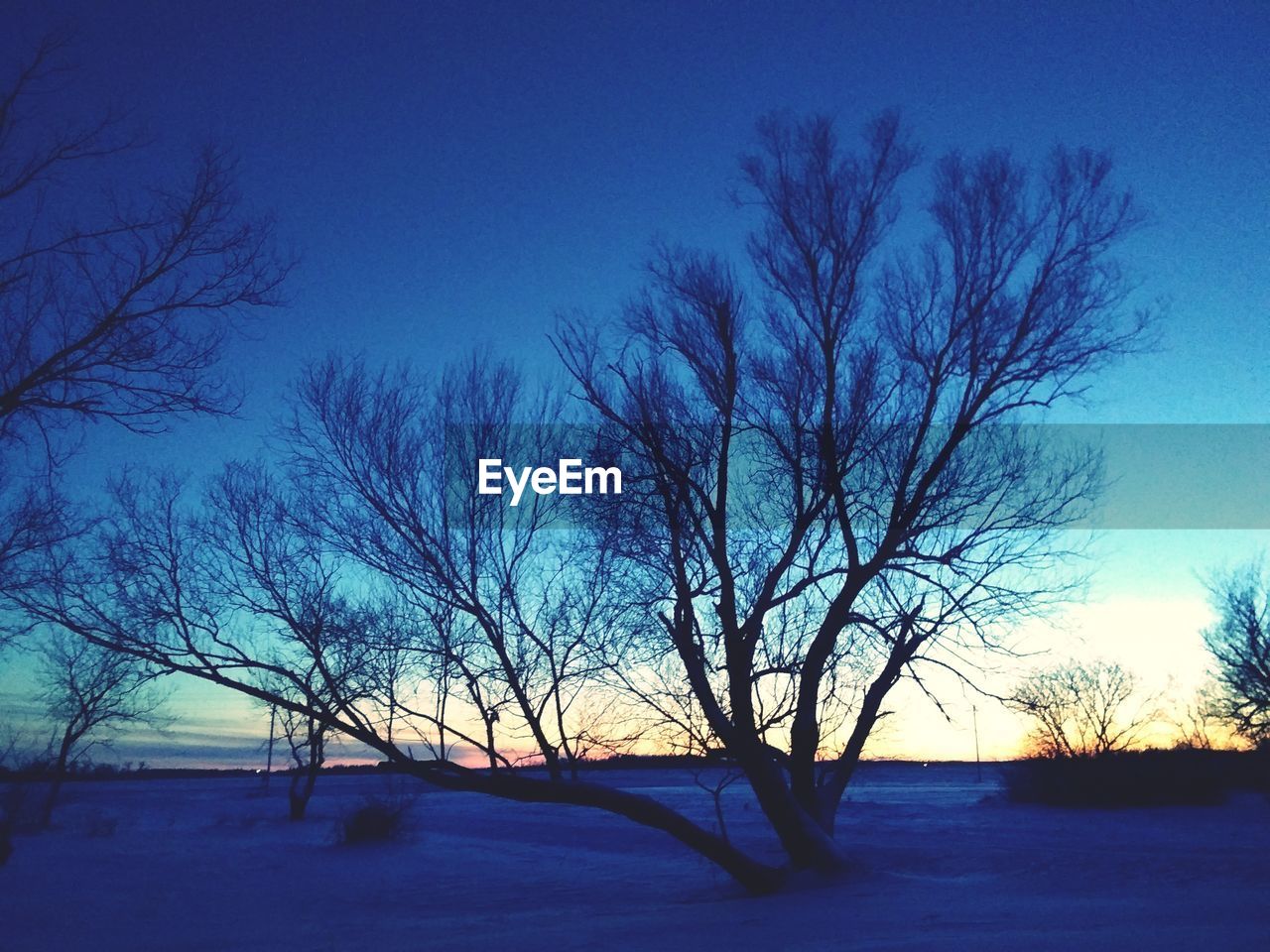 BARE TREES ON SNOWY FIELD AGAINST SKY