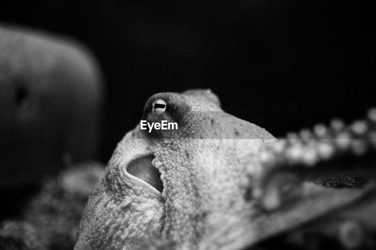 Close-up of octopus undersea