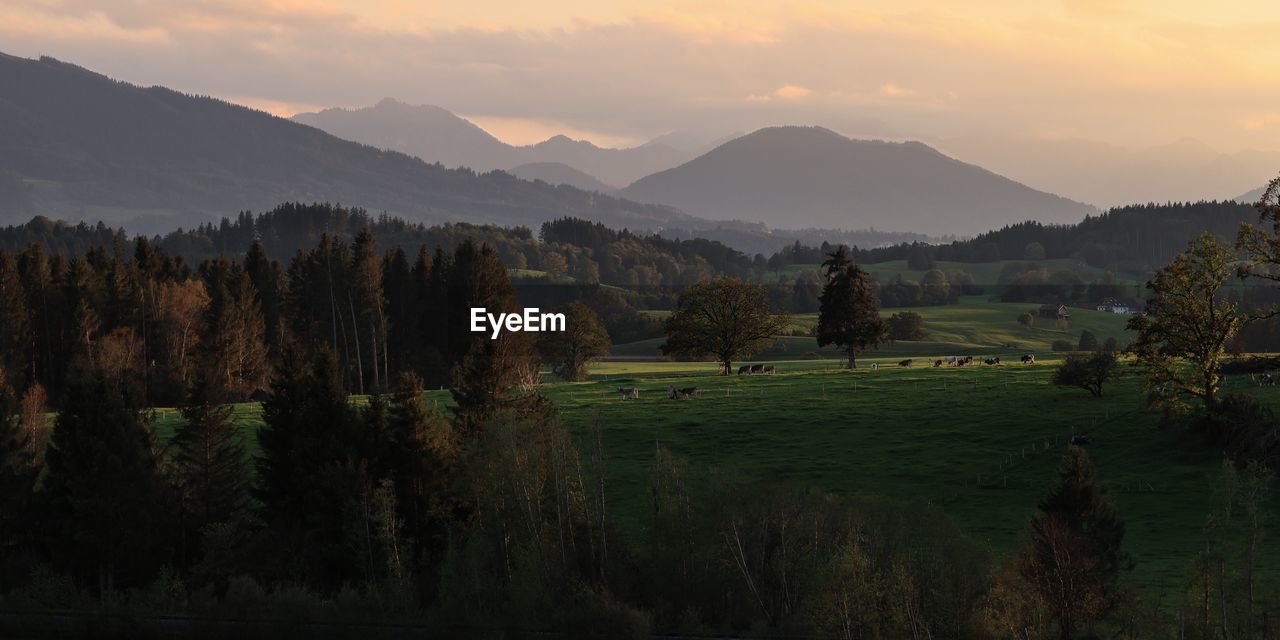 Bavarian alps, farmland, countryside, blue hour, landscape, idyllic, scenic, outdoors