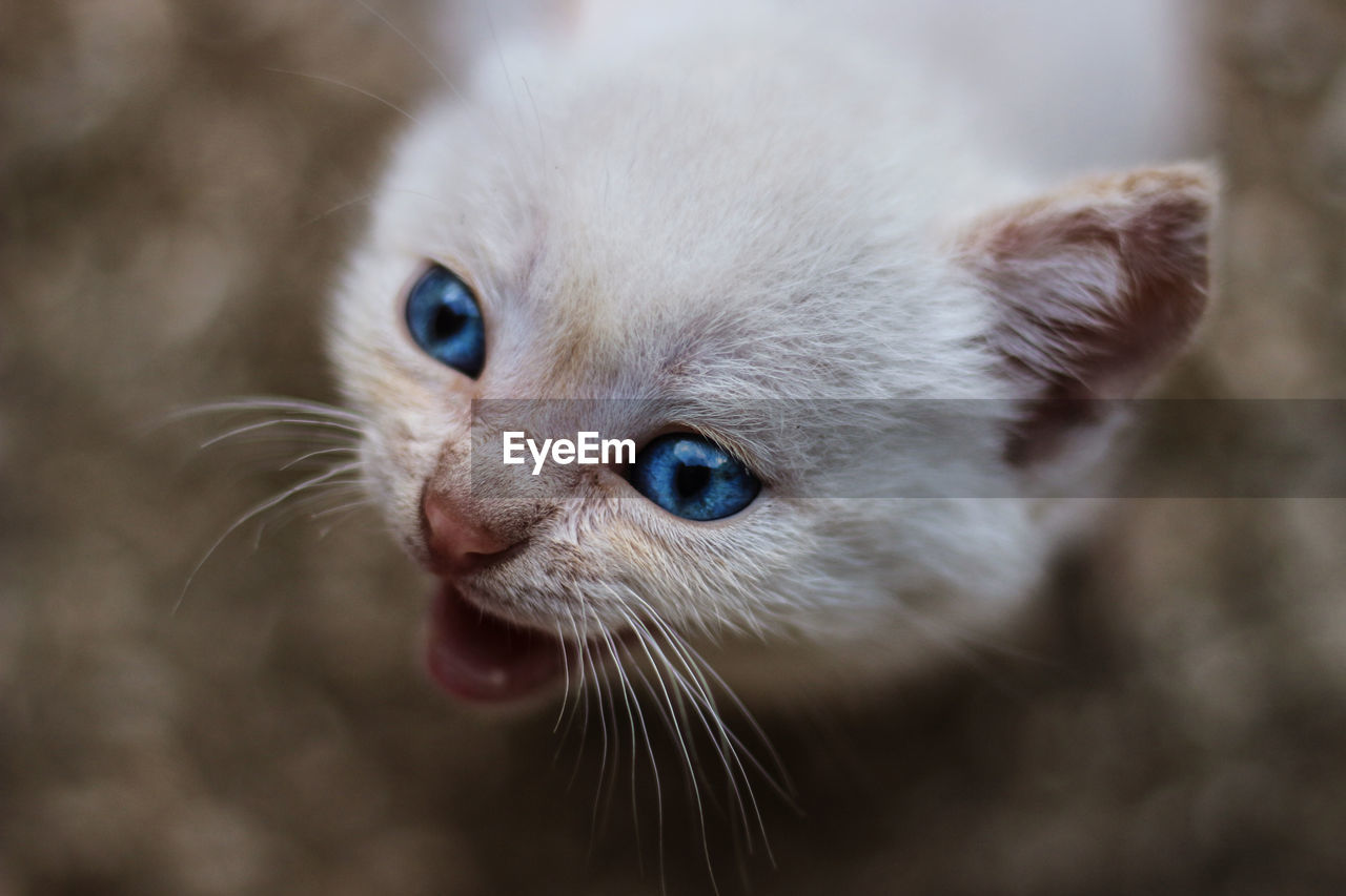 Close-up of cat looking away