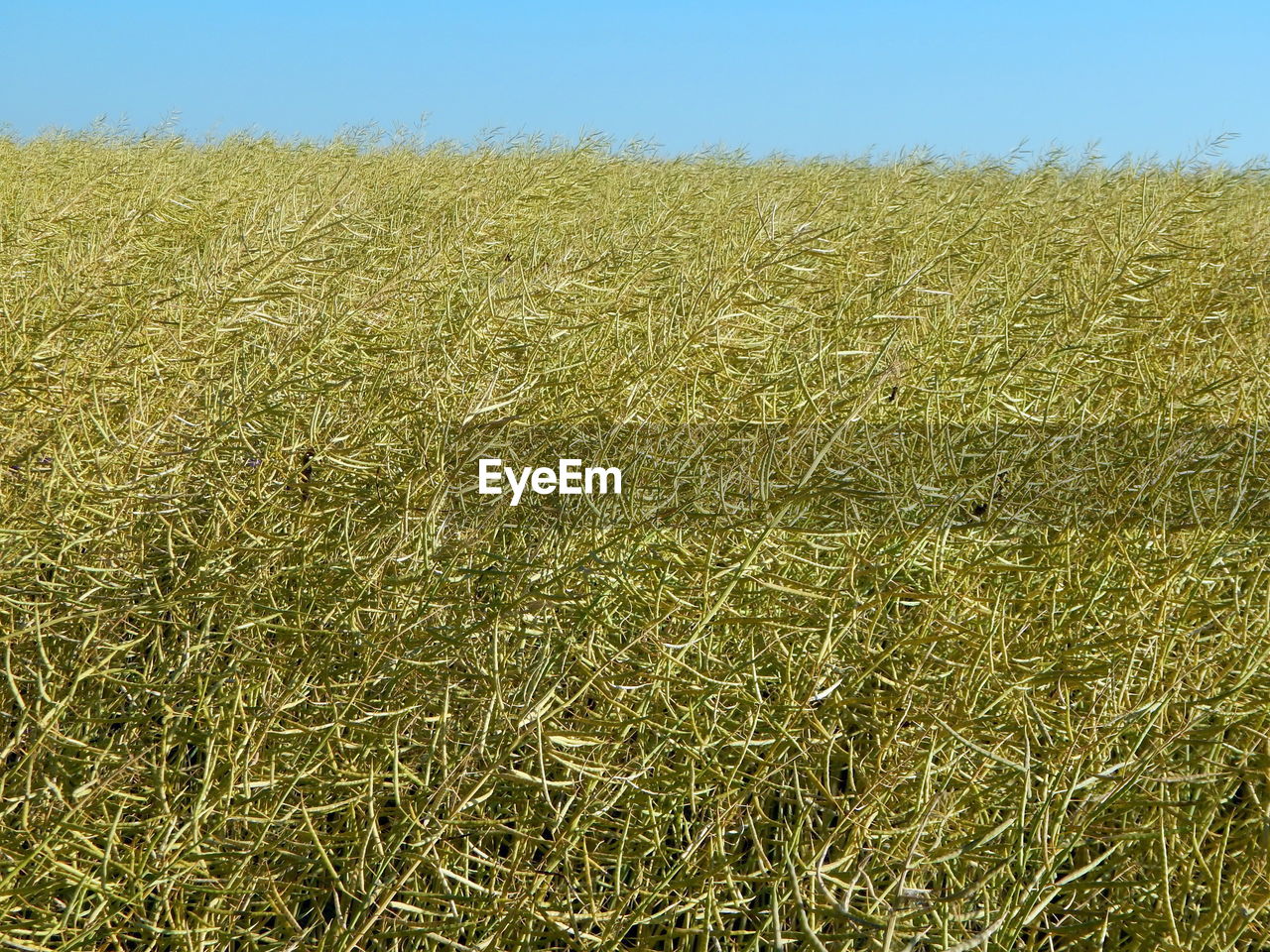 CROPS GROWING ON FIELD