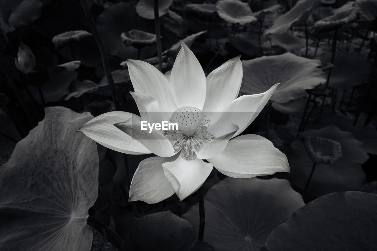 flower, flowering plant, plant, black and white, beauty in nature, white, freshness, petal, black, monochrome photography, growth, nature, flower head, inflorescence, fragility, close-up, leaf, monochrome, plant part, darkness, still life photography, aquatic plant, no people, water lily, water, macro photography, lily, outdoors, pollen, botany