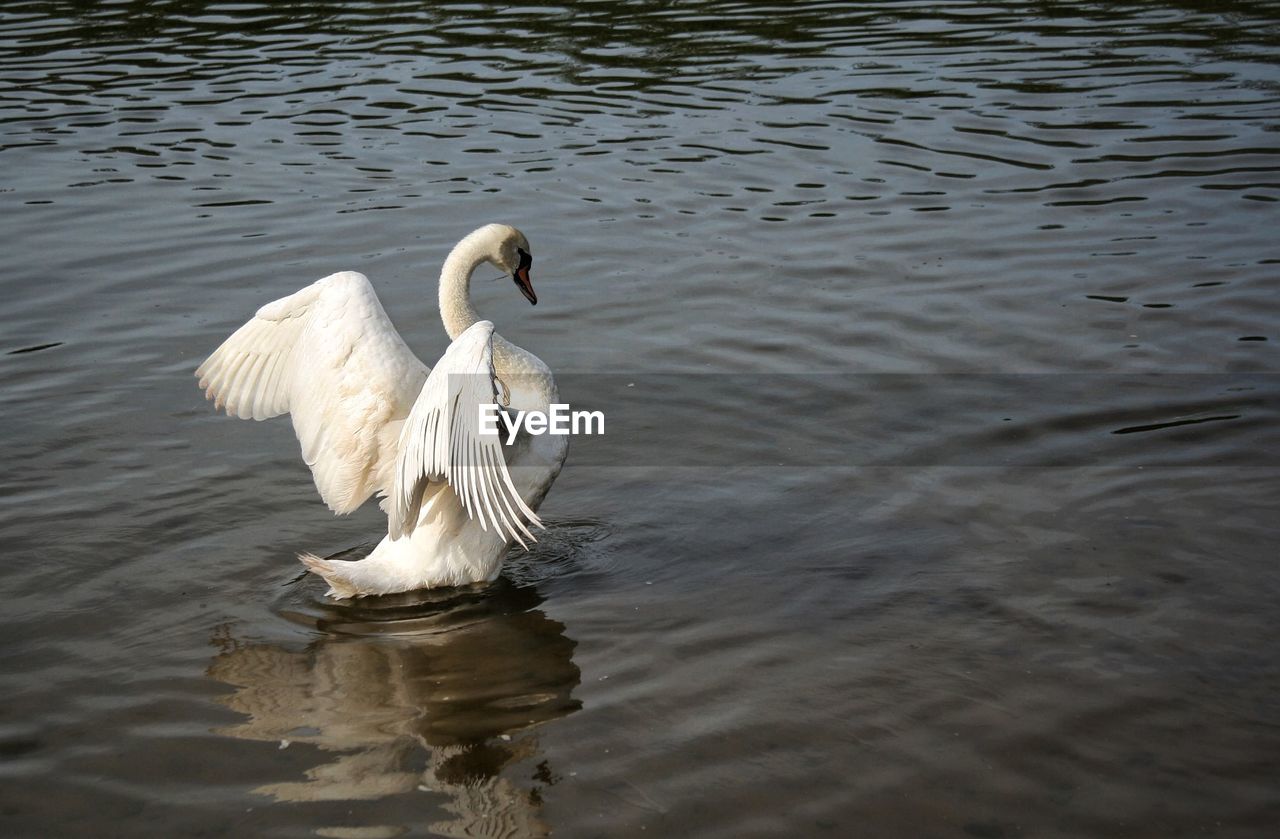 SWANS SWIMMING IN LAKE