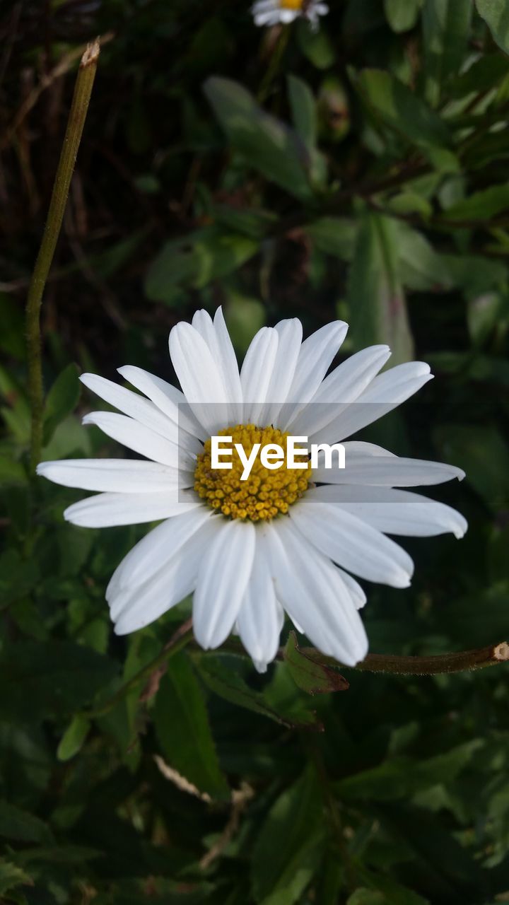 CLOSE-UP OF WHITE FLOWER BLOOMING