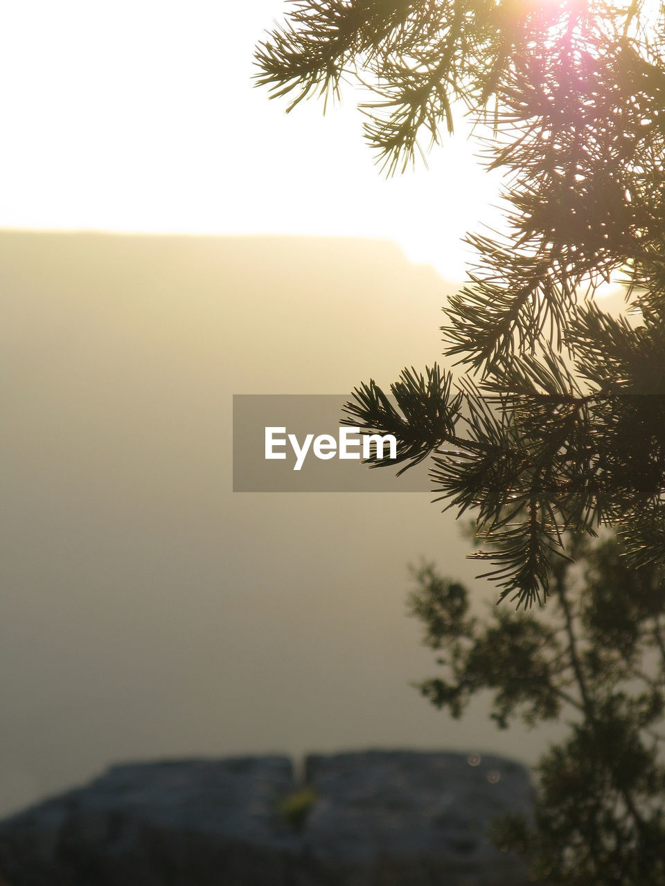 CLOSE-UP OF PALM TREE AGAINST SKY