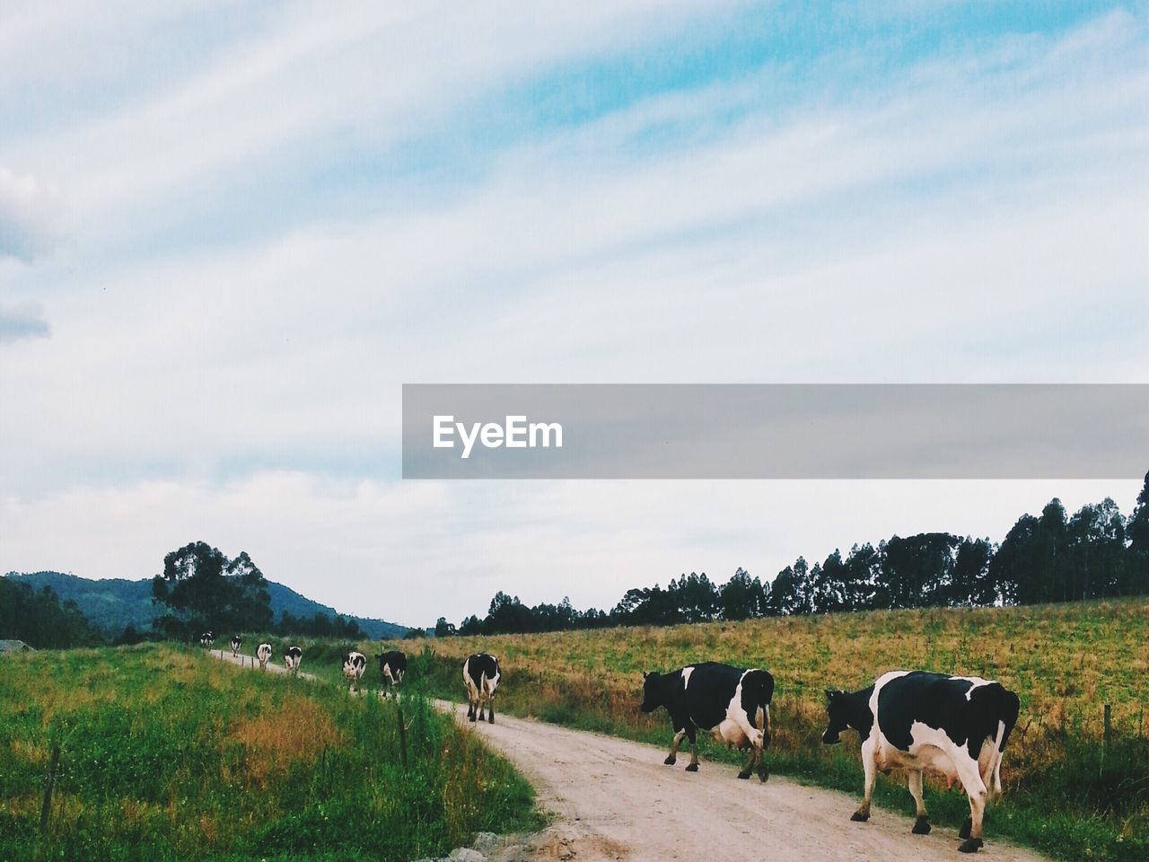 Cows walking on dirt road against sky