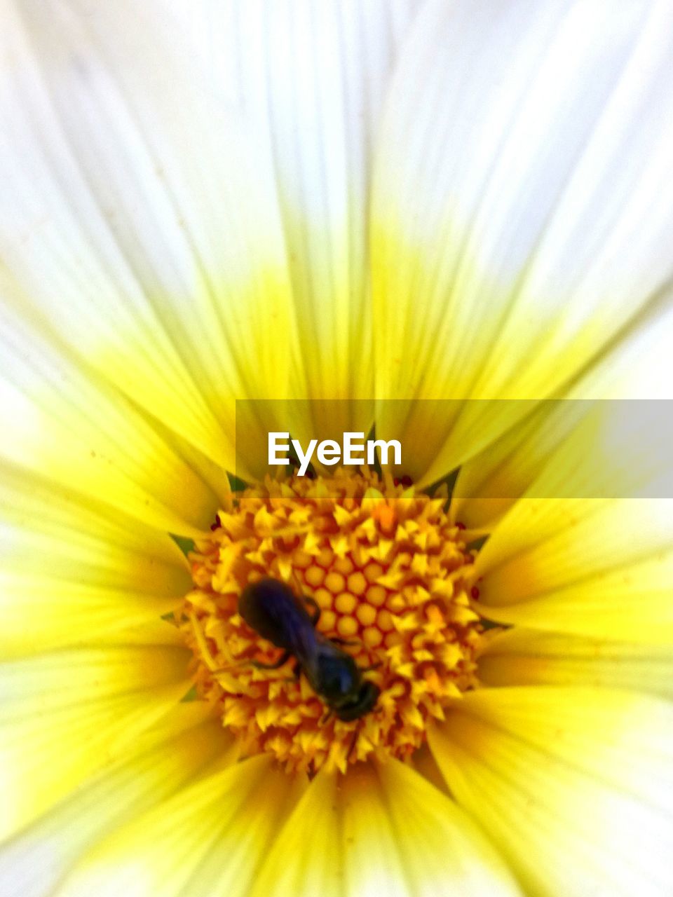 CLOSE-UP OF YELLOW FLOWER BLOOMING