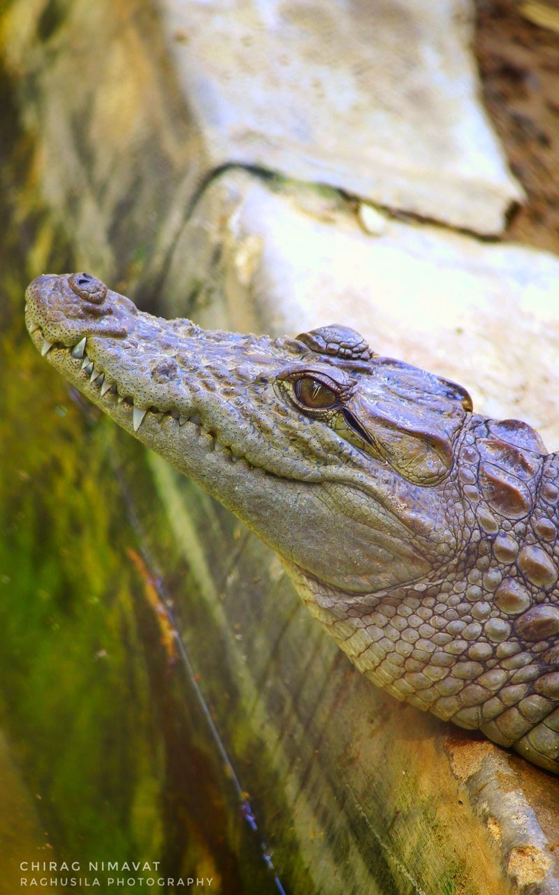 CLOSE-UP OF LIZARD ON WATER