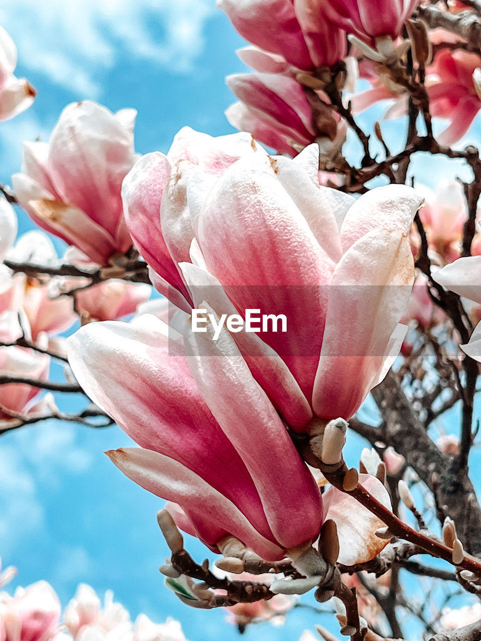 plant, flower, flowering plant, pink, beauty in nature, freshness, blossom, fragility, magnolia, growth, spring, springtime, nature, tree, petal, close-up, branch, no people, flower head, inflorescence, day, sky, outdoors, focus on foreground, low angle view, botany, twig