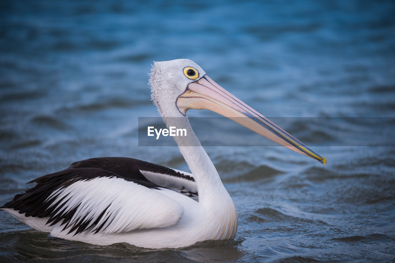 Close-up of pelican swimming in sea