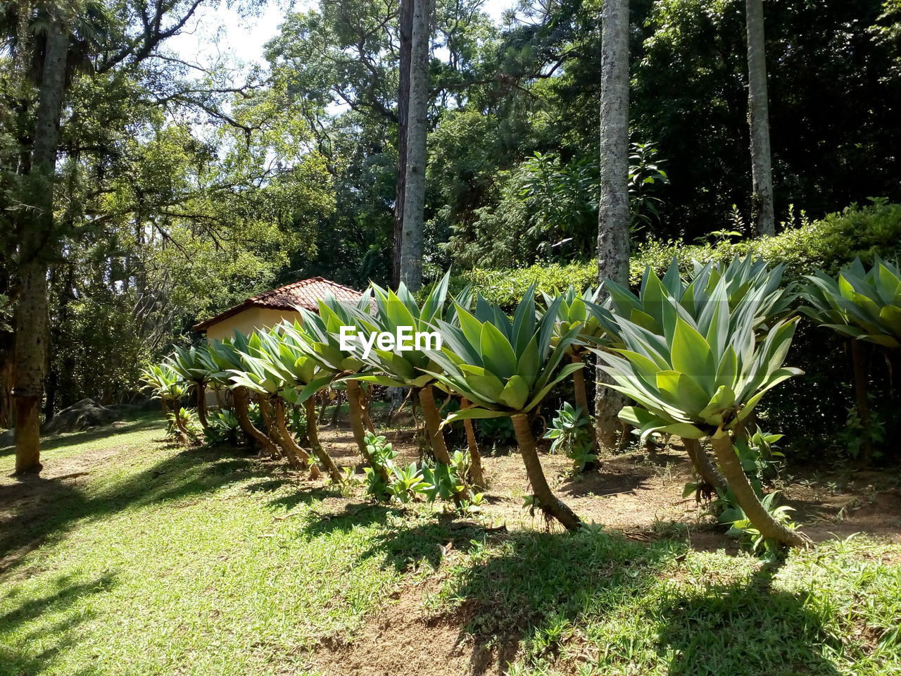 PLANTS AGAINST TREES